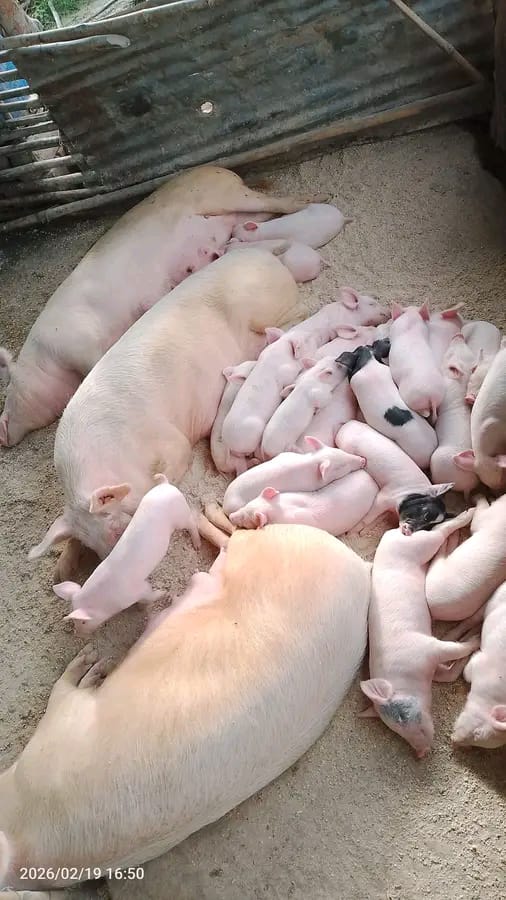 Pregnant Sow